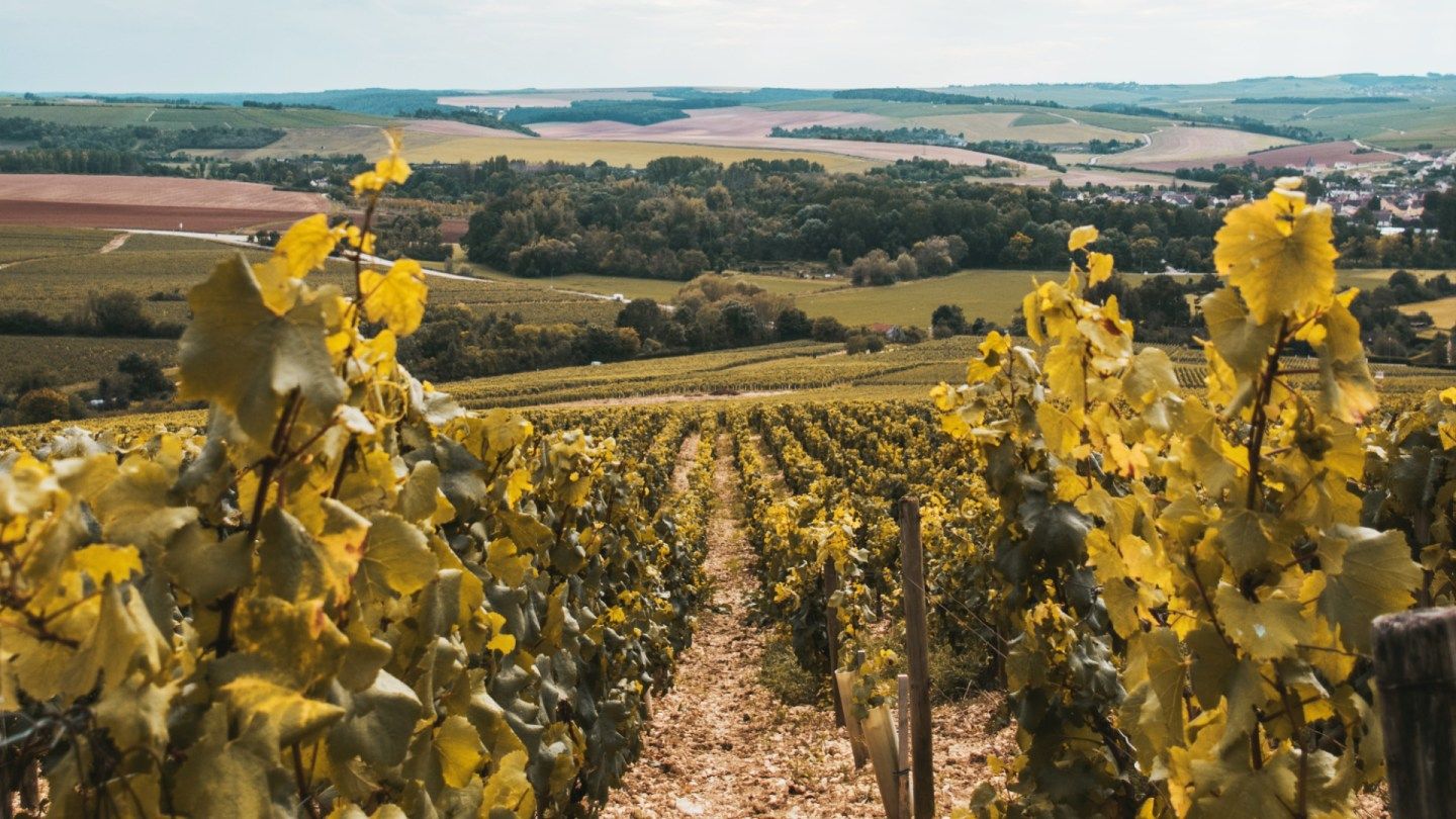 What You Need To Know About The 2022 Chablis Vintage