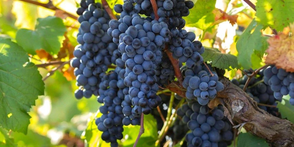 Stop Worrying About Whether Primitivo Is Zinfandel. Pair It with this Recipe Instead.