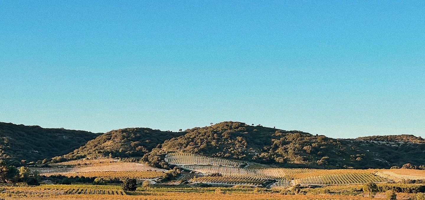 Tavel: Where Rosé is King