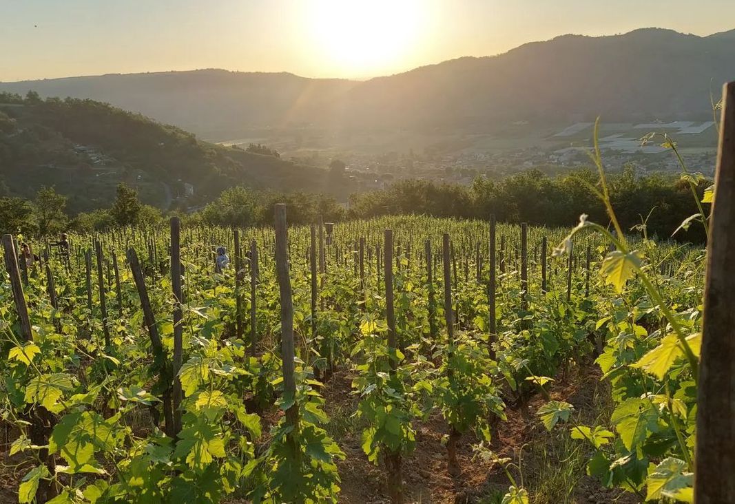 Some Quick Reflections on Three Days in the Northern Rhône